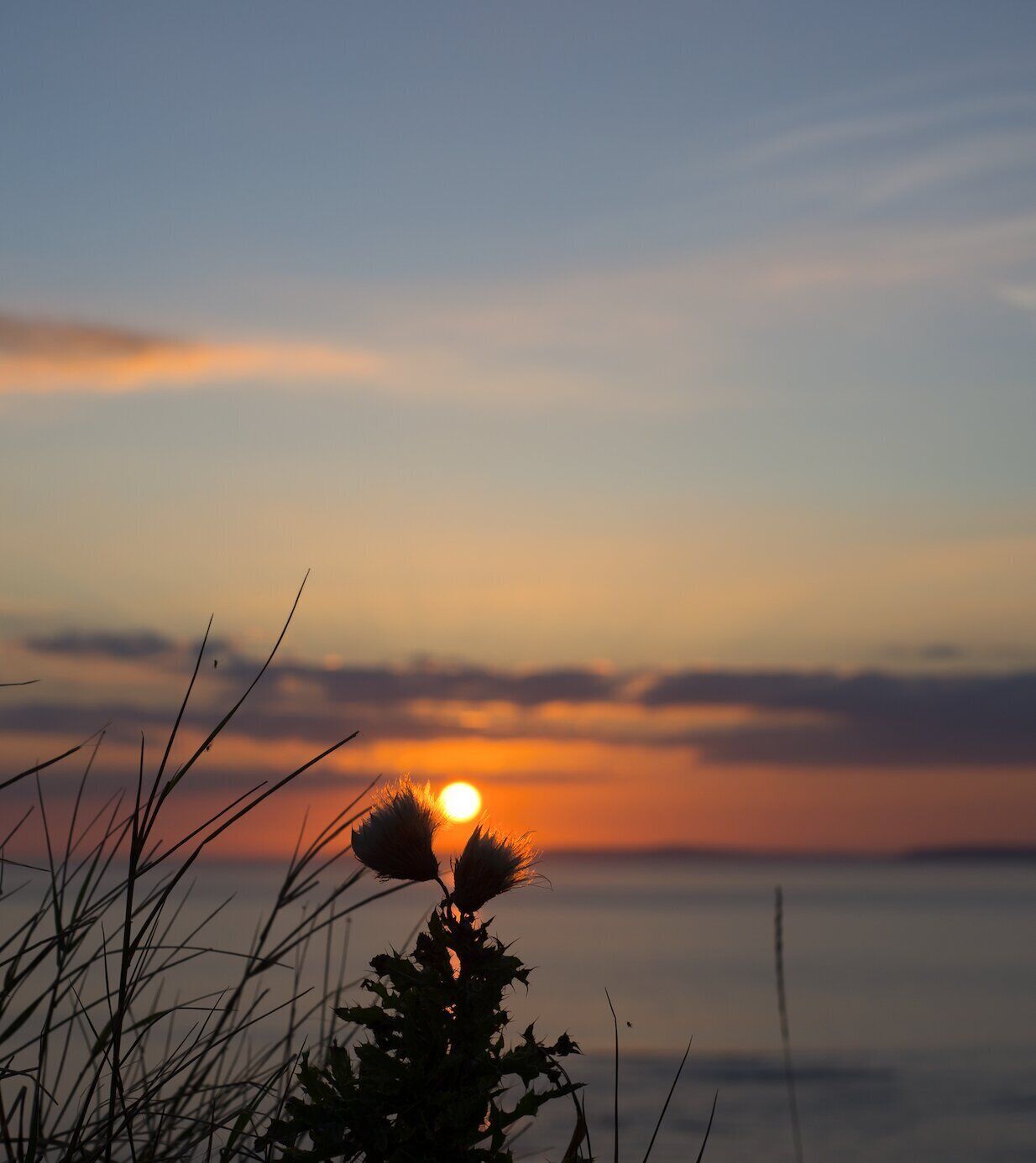 A sunset over a calm body of water with silhouettes of plants in the foreground.