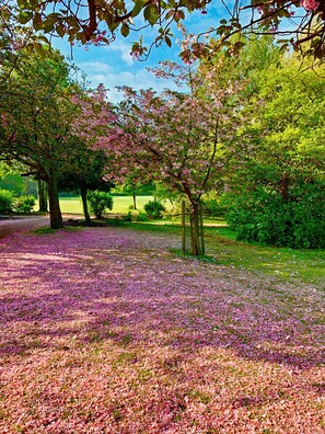 A park with cherry blossoms and green grass. - Botanic Gardens Oasis: Urban Convenience & Comfort (Liverpool)