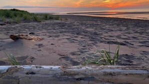 Een strand met zand en schaarse begroeiing.