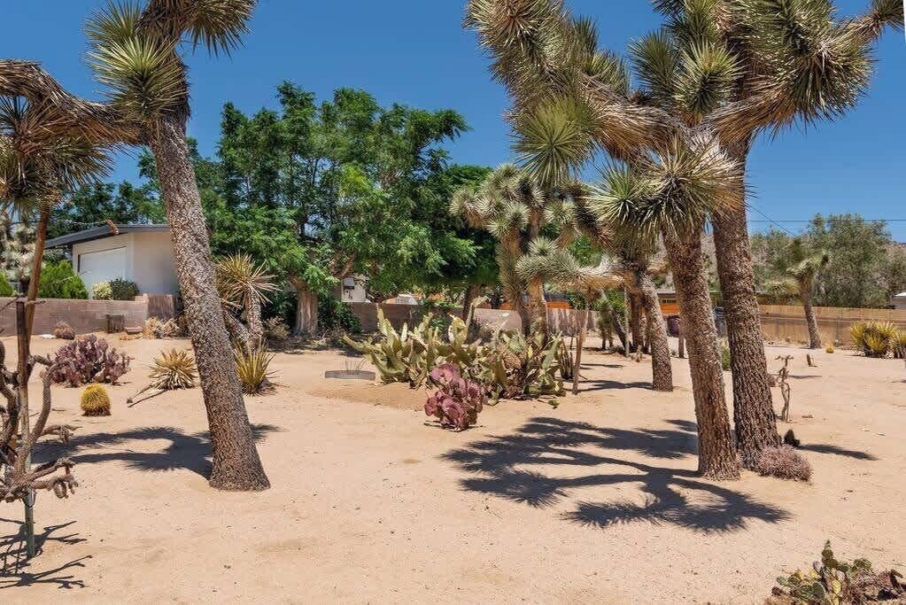 A desert garden with various cacti and palm trees, a building in the background, and a clear blue sky.