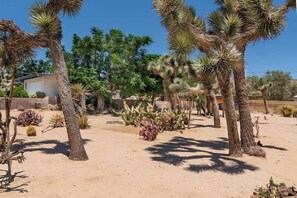 A desert garden with various cacti and palm trees, a building in the background, and a clear blue sky.