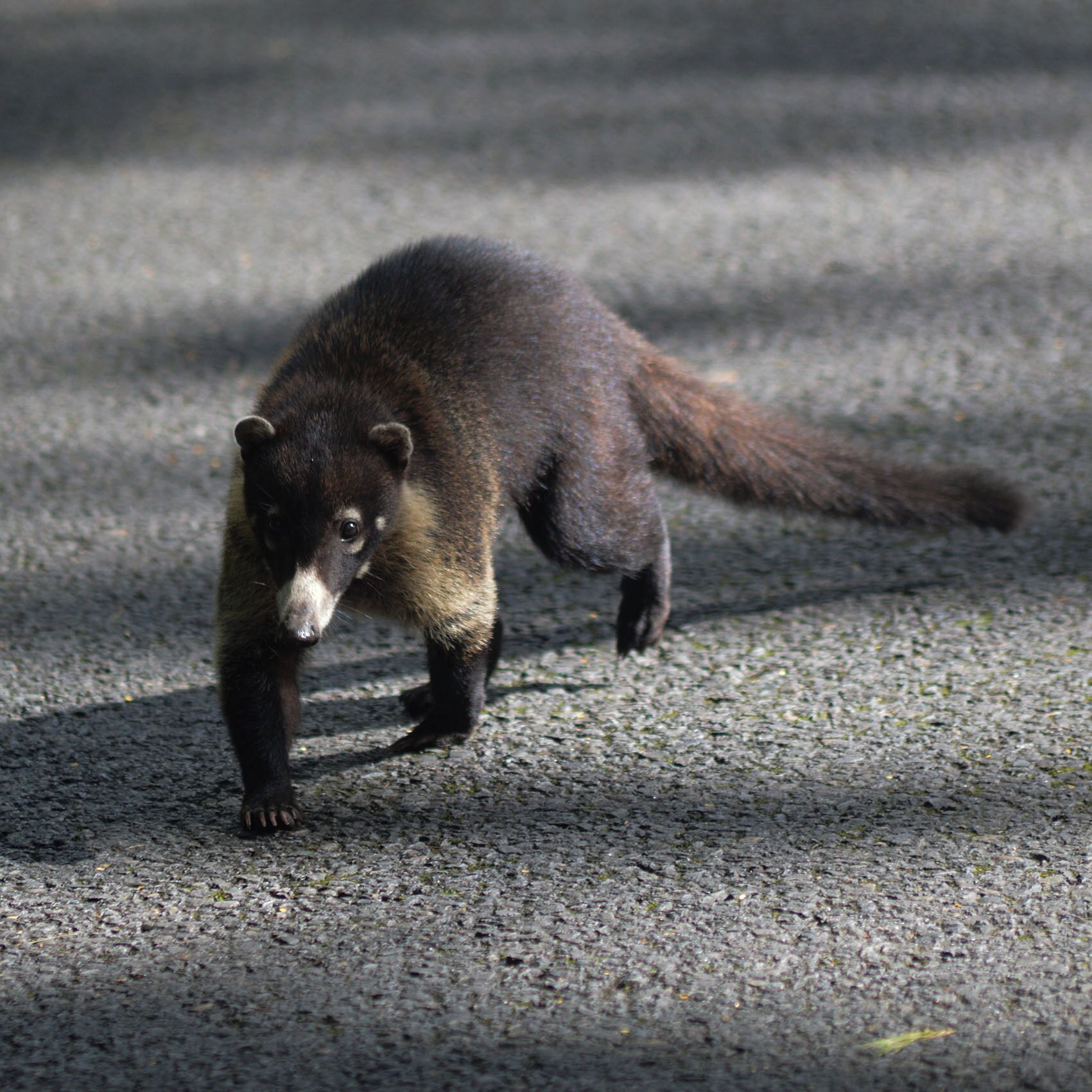 Foto - Hotel Tama Lodge