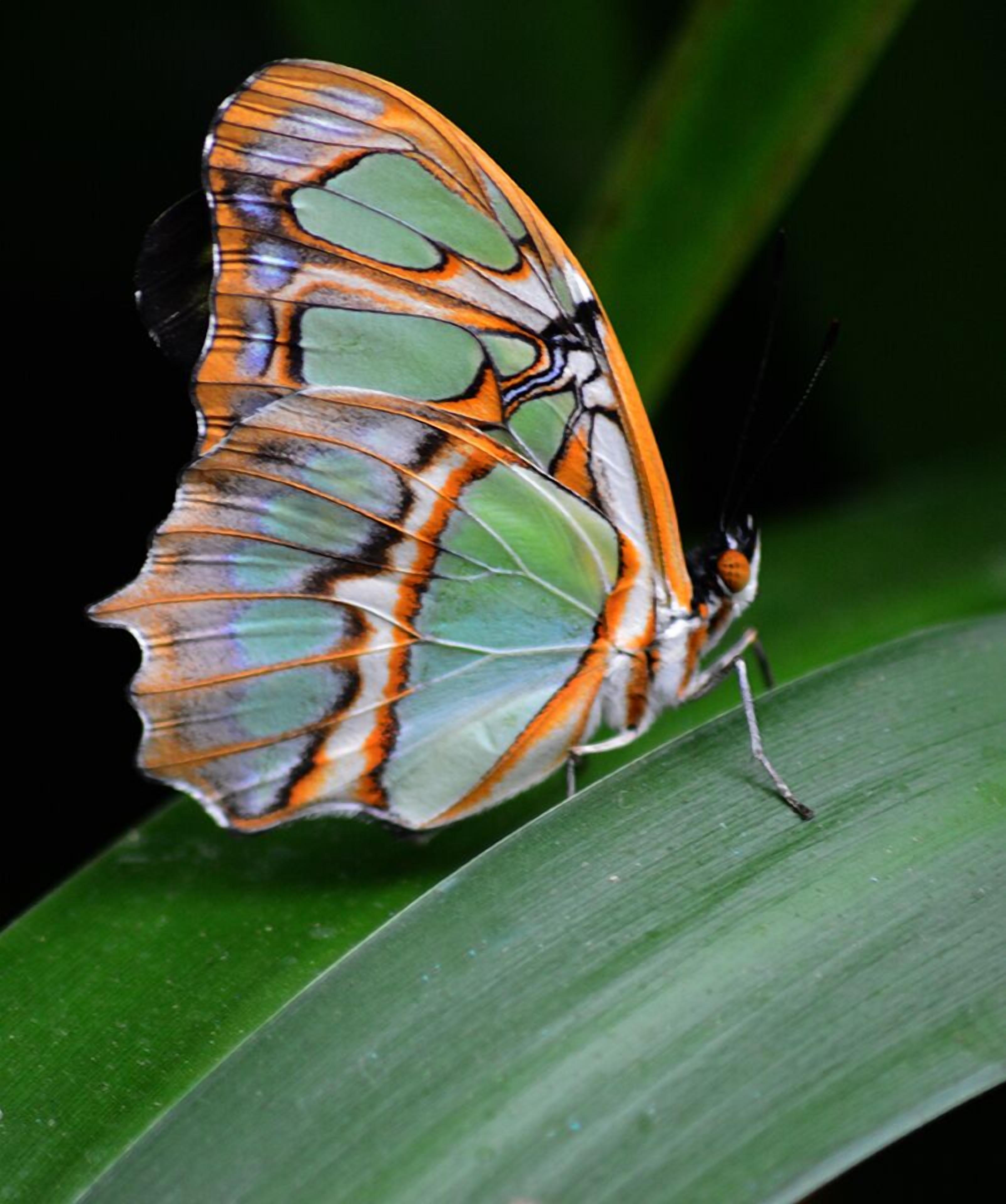 Foto - Hotel Tama Lodge