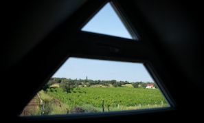 Iris Evi