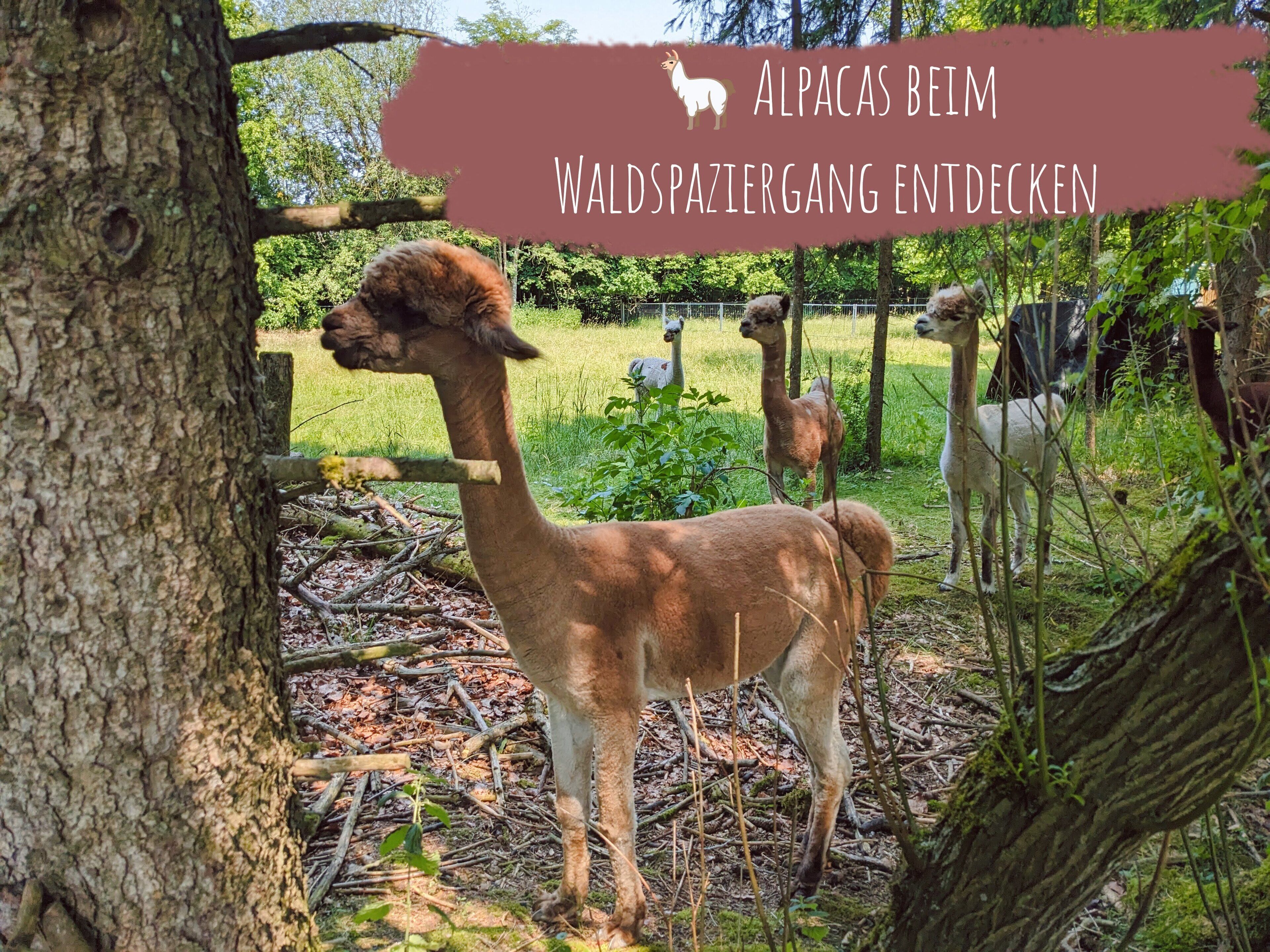 Alpacas in een dierenpark met bomen en gras.