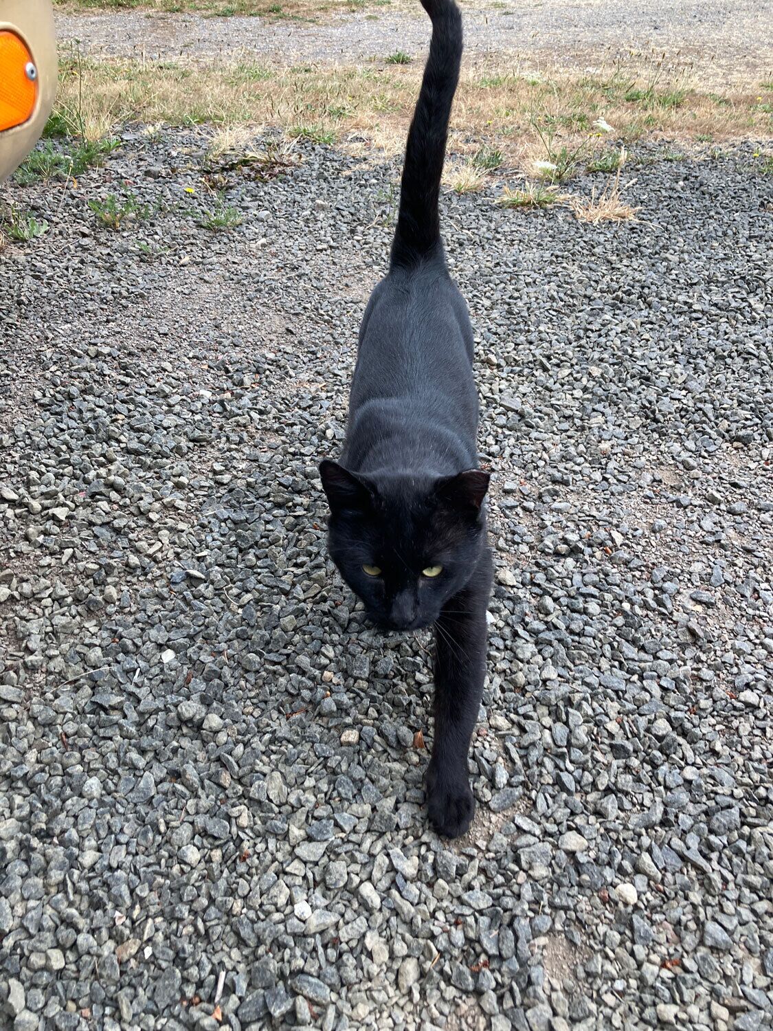 A black cat walking on a gravel surface.