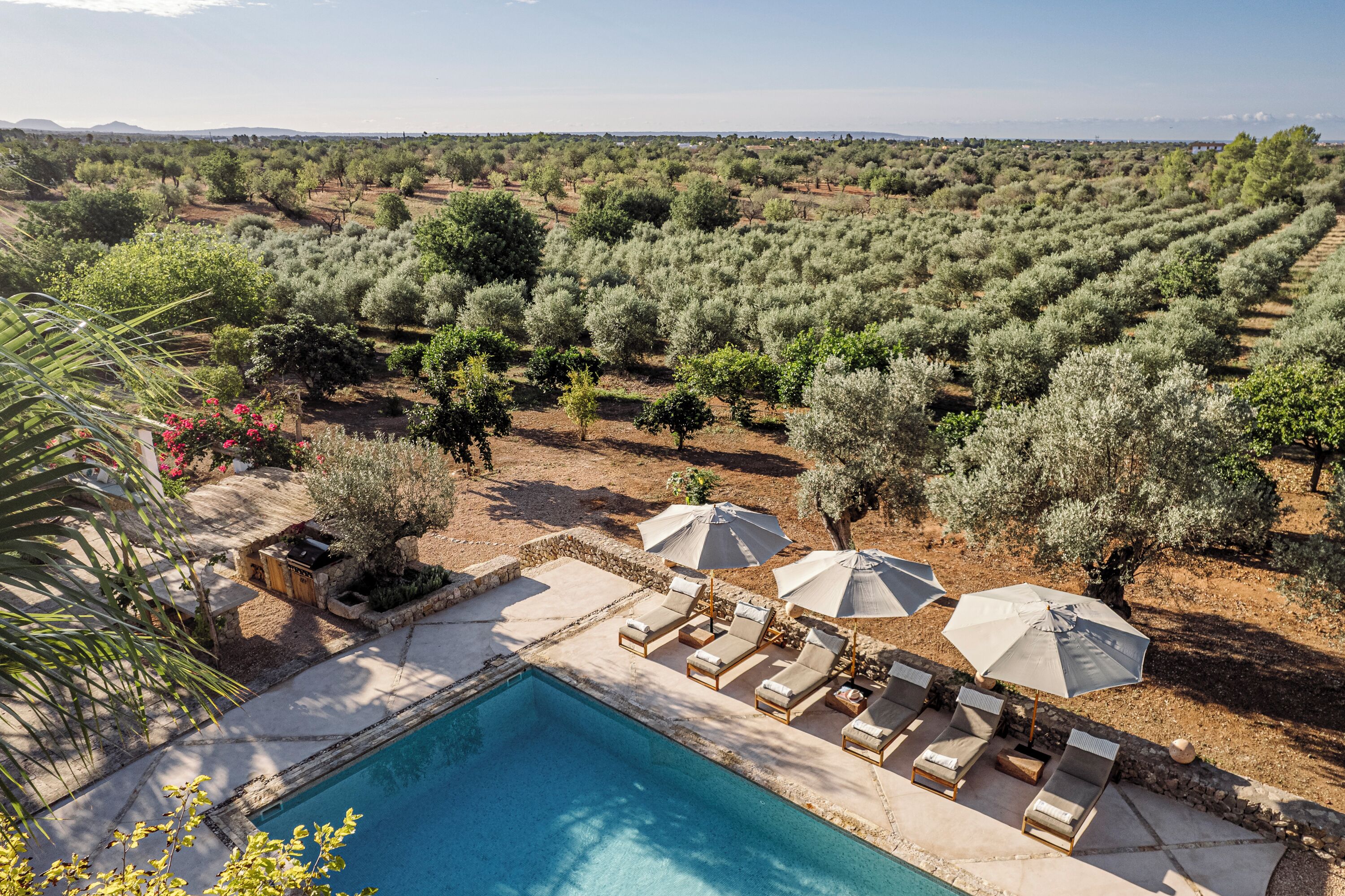 A pool area with lounge chairs and umbrellas, surrounded by olive groves.