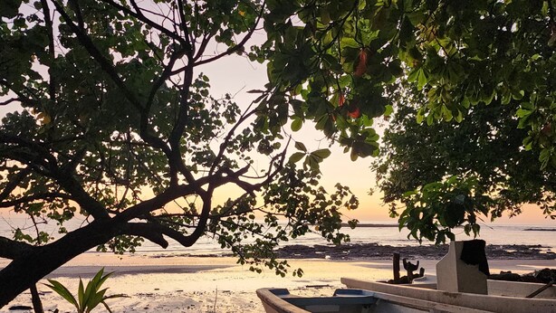 Ein Strand mit Booten und einem Baum, der Schatten spendet.