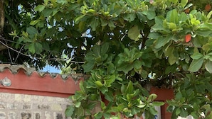 A stone wall with a 'HOSTAL' sign, a red car parked in front, and a tree with green leaves.
