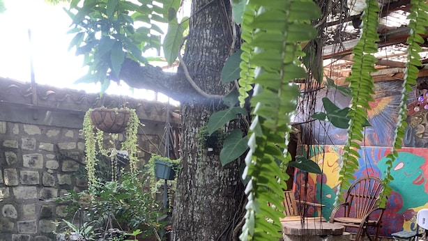 A garden area with a variety of potted plants, a large tree, and a colorful mural on the wall.