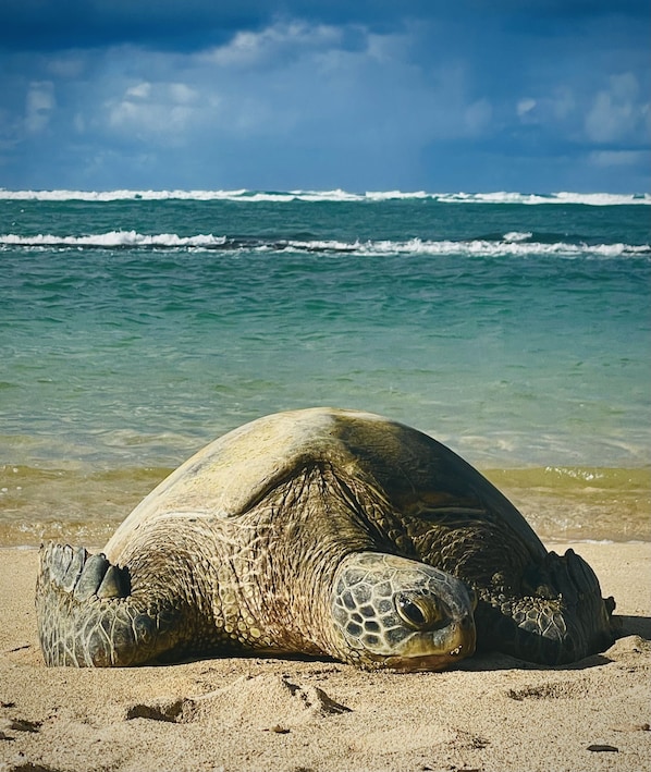 Plage