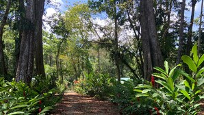 Sentiero boschivo con alberi e vegetazione.