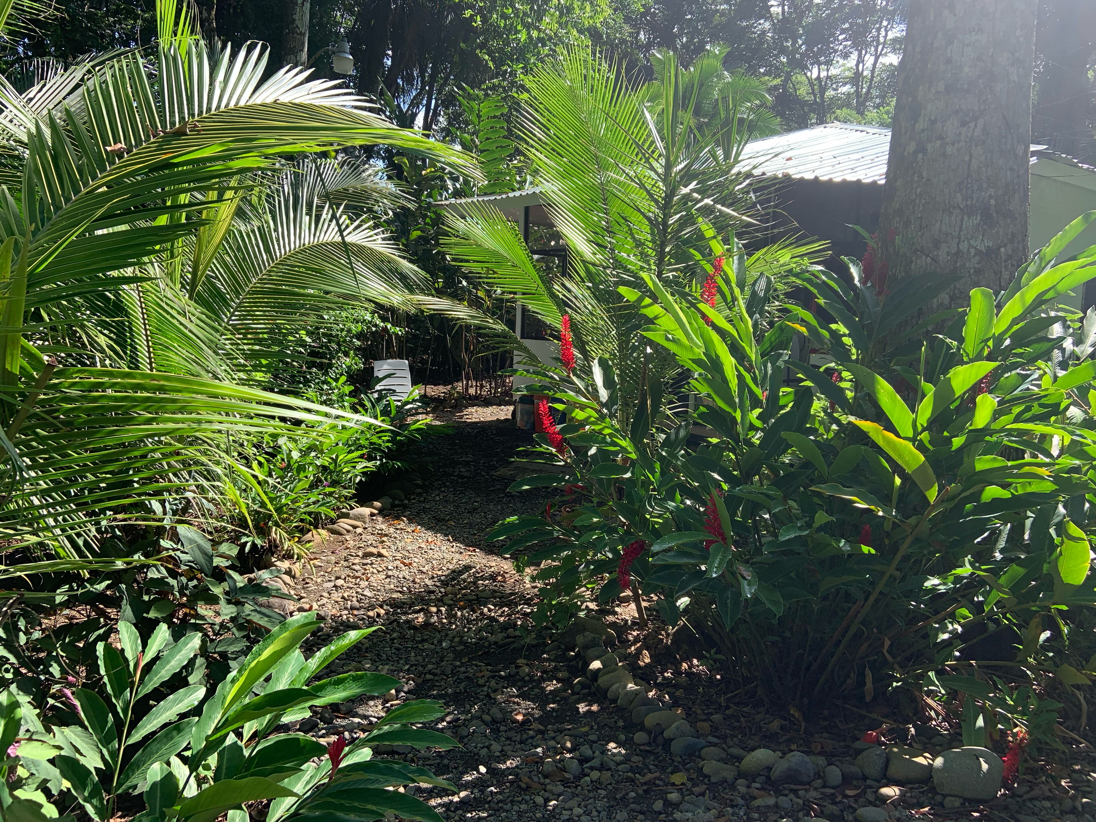 A garden with various plants and a pathway.