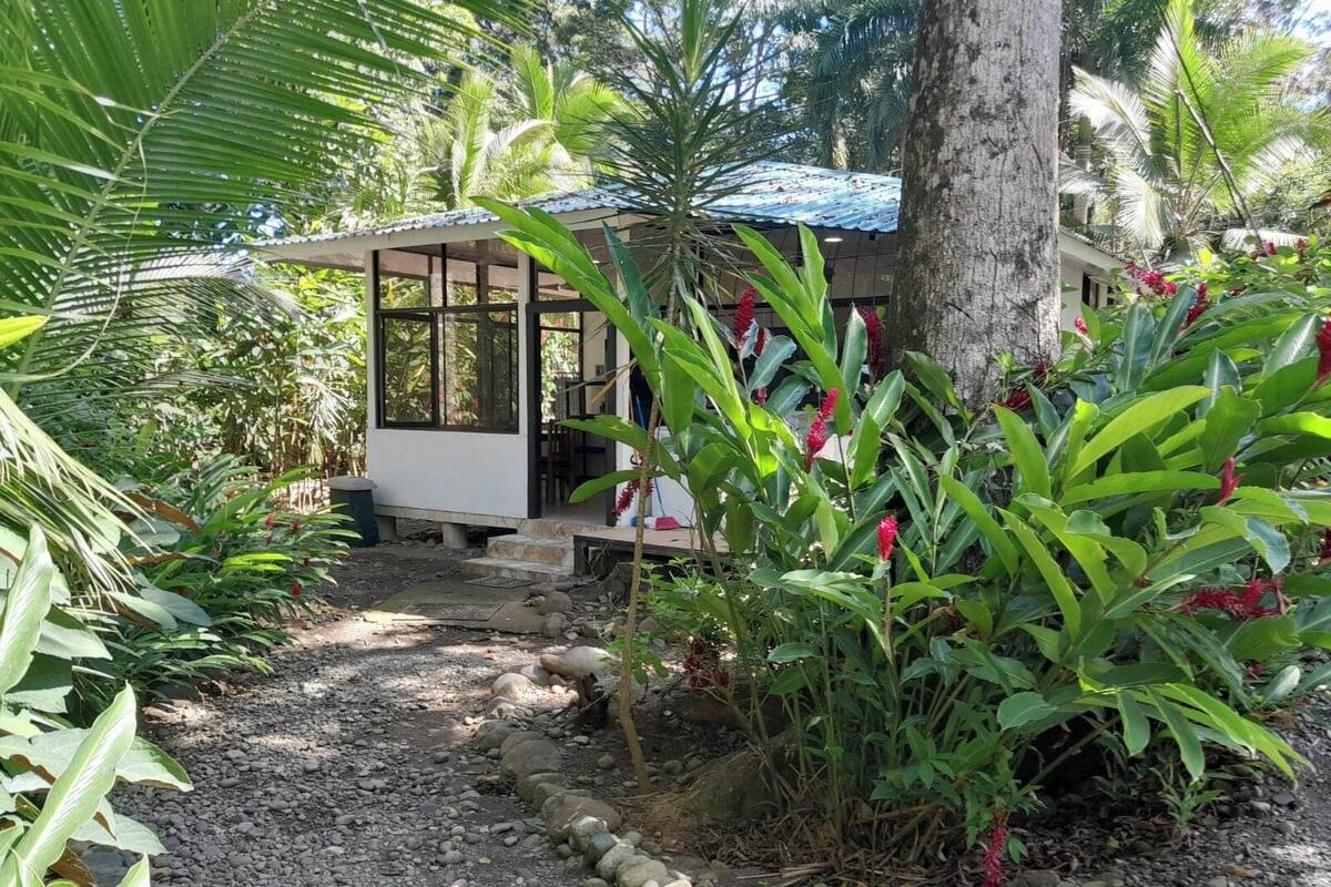 A tropical garden with a small wooden structure, a gravel path, and various green plants.