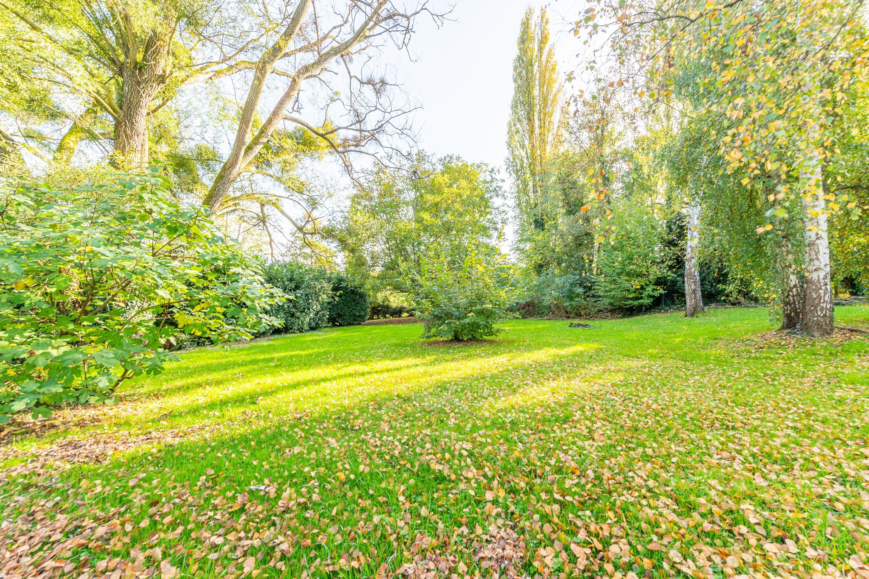 Un parc avec des arbres, de l’herbe et des feuilles parsemées.