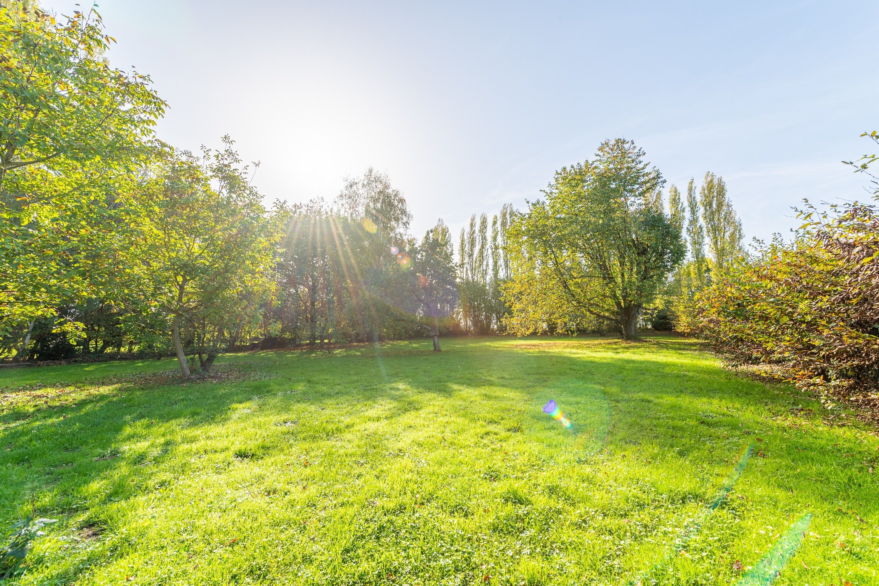 Un espace extérieur verdoyant, avec des arbres et un ciel dégagé.