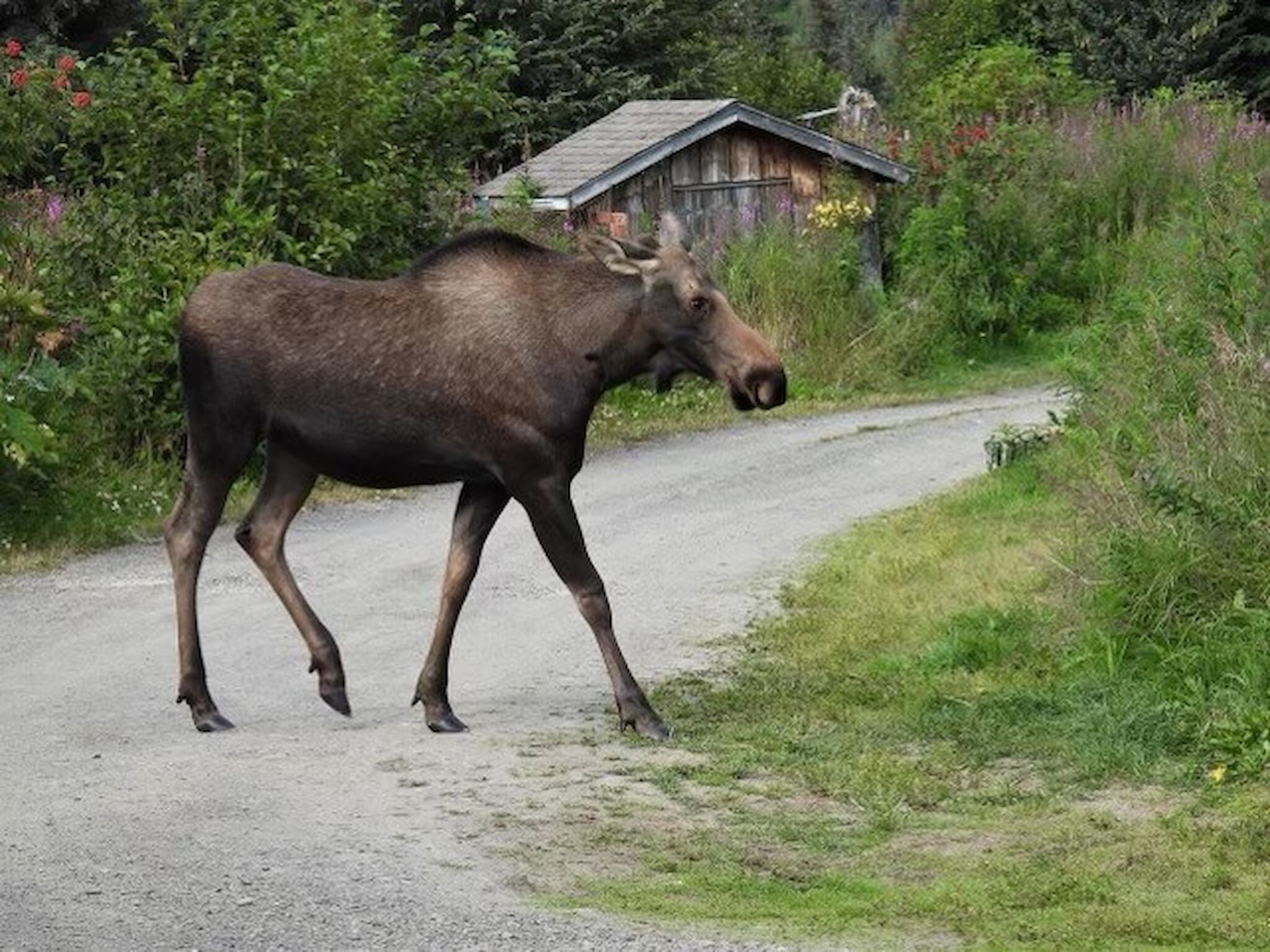 A moose walking on a gravel road with greenery and a wooden structure in the background.