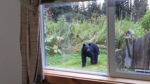 Une fenêtre donnant sur un ours dans son habitat naturel.