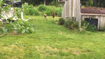 Cabin, 1 phòng ngủ, quang cảnh núi | Khuôn viên nơi lưu trú