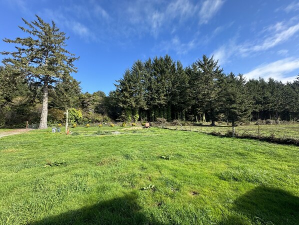 A grassy field with trees and a clear sky.