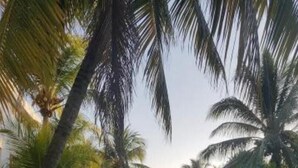 A grassy area with palm trees.