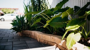 A paved walkway bordered by a brick planter with lush green plants. - Motel Poinsettia (Port Augusta West)