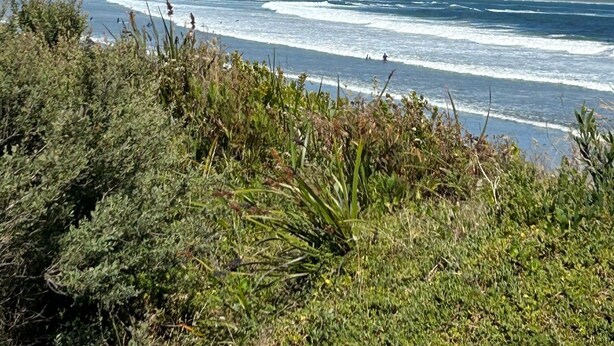 A coastal landscape with waves crashing onto the shore, vegetation in the foreground, and a clear blue sky. -  Tangara - A Stylish Newly Renovated Studio Apartment, close to the surf beach. (Inverloch)
