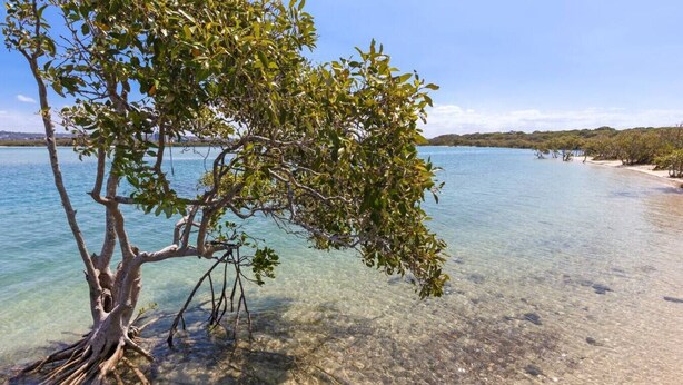A tree with clear water in the background. - Twin Waters Seaside Resort Life (Twin Waters)