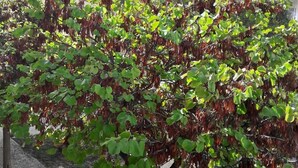 A tree with green and red leaves in an urban setting. - Apartamento Acolhedor em Faro, a Poucos Minutos do Centro e do Barco (Faro)