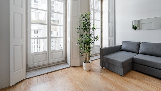 A modern living room with a grey sofa, a large window with multiple panes, and a potted bamboo plant.