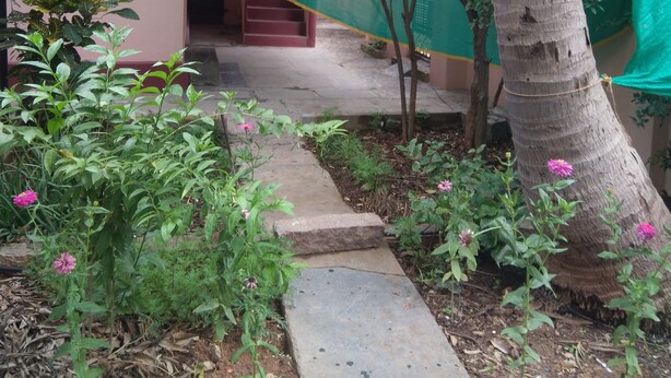 Un jardín con un sendero que lleva a la entrada de un edificio, rodeado de follaje y una palmera.