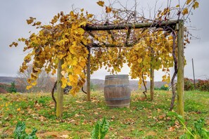 Apartment (0 Bedroom) | Interior - Pet-friendly Pilot Studio w/ Vineyard Views! (Pilot)