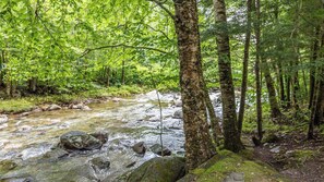 A forest stream with rocks and trees.