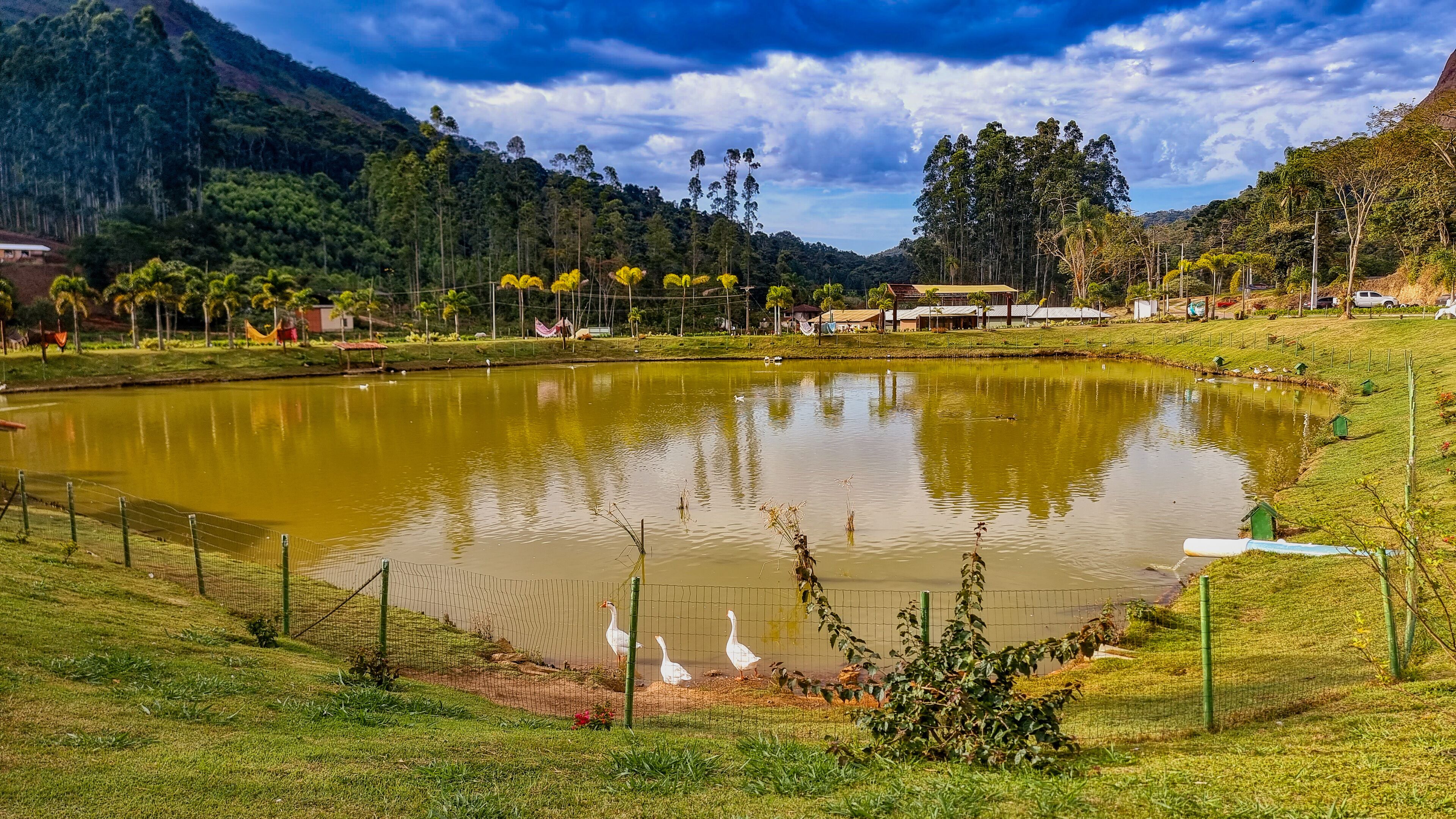 Un estanque con patos, rodeado de hierba y árboles, con una montaña al fondo.