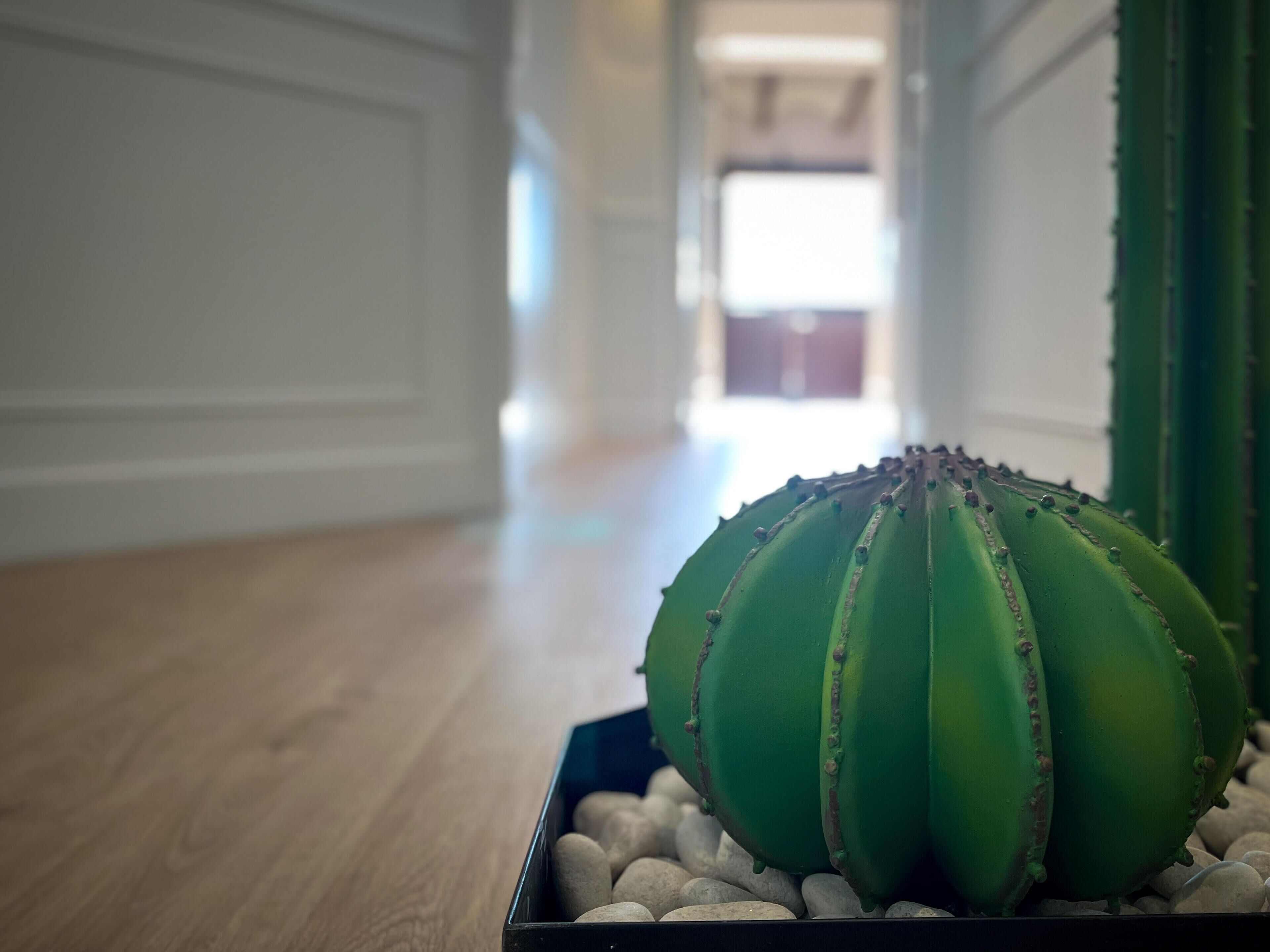 Un cactus en una maceta negra sobre un suelo de madera.