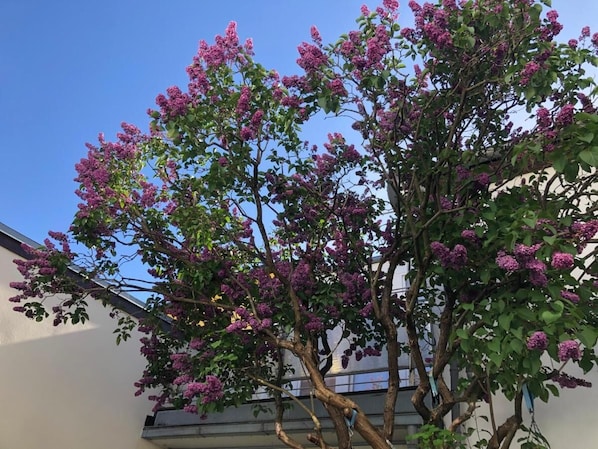 Property grounds - Kleines Ferienhaus in Warnemünde an der Ostsee (Rostock)