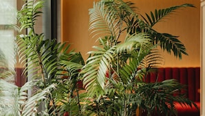 A potted plant arrangement in a hallway with a wooden wall and a red bench in the background.
