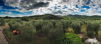 Cozy country house surrounded by olive trees.