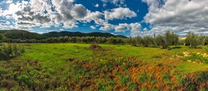 Miscellaneous - Cozy country house surrounded by olive trees. (Toscana)