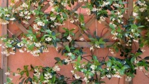 A wooden trellis with climbing plants against a textured wall. - Maison sur les hauteurs de Collioure, avec vue panoramique (Collioure)