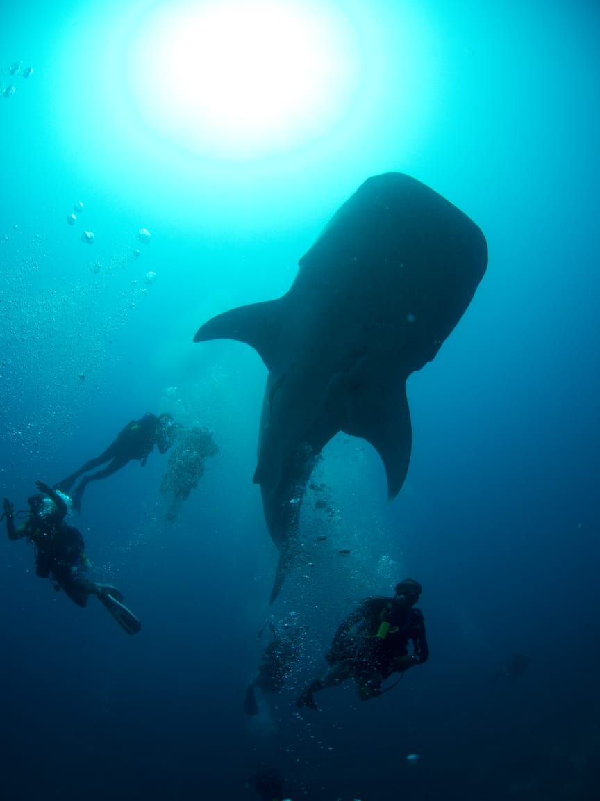 Una ballena grande nada cerca de buzos en un océano azul y transparente.