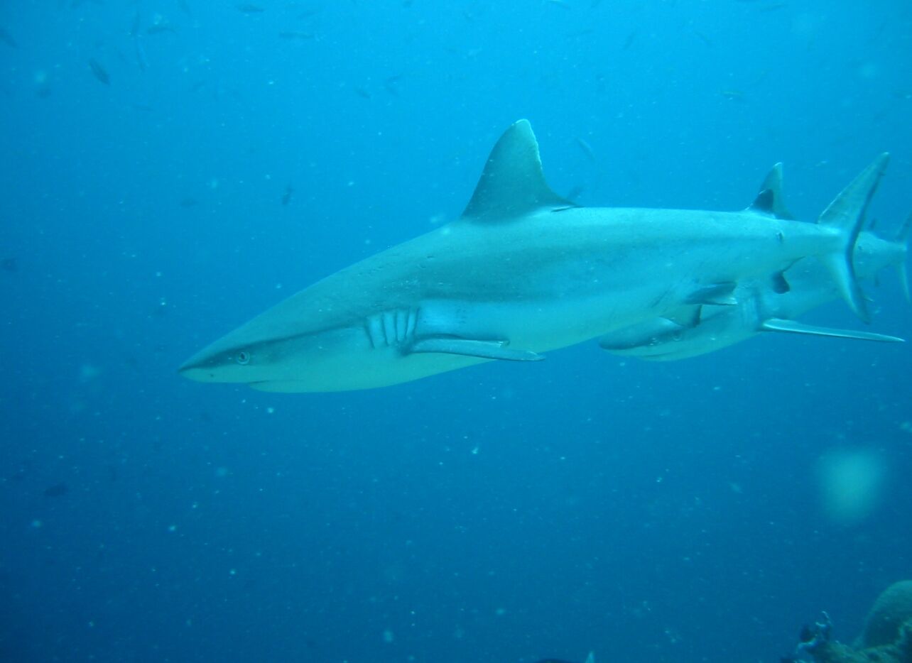 Un tiburón nadando en el océano.