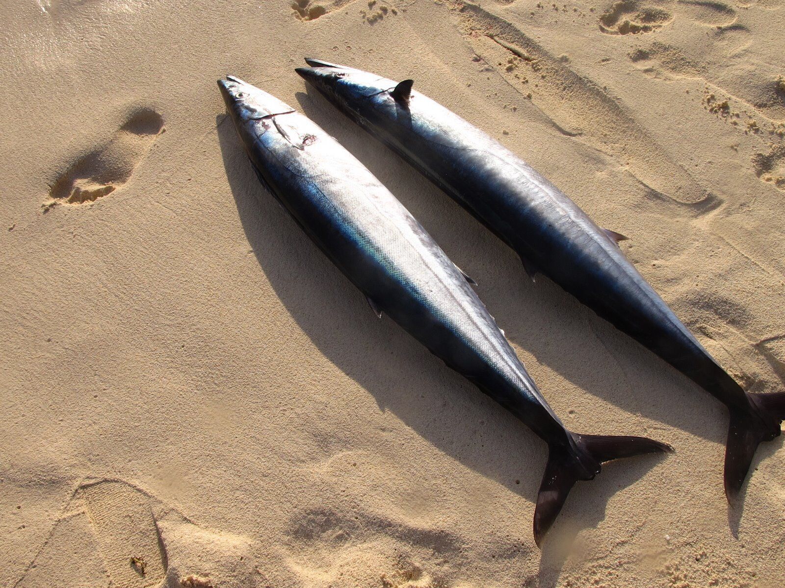 Deux poissons sur une surface sablonneuse.