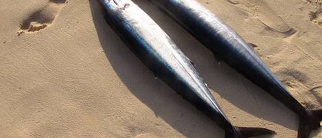 Deux poissons sur une surface sablonneuse.