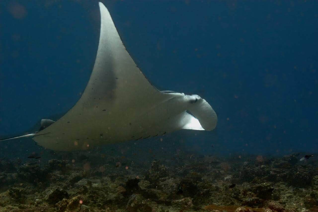 Una manta raya nadando en aguas cristalinas.