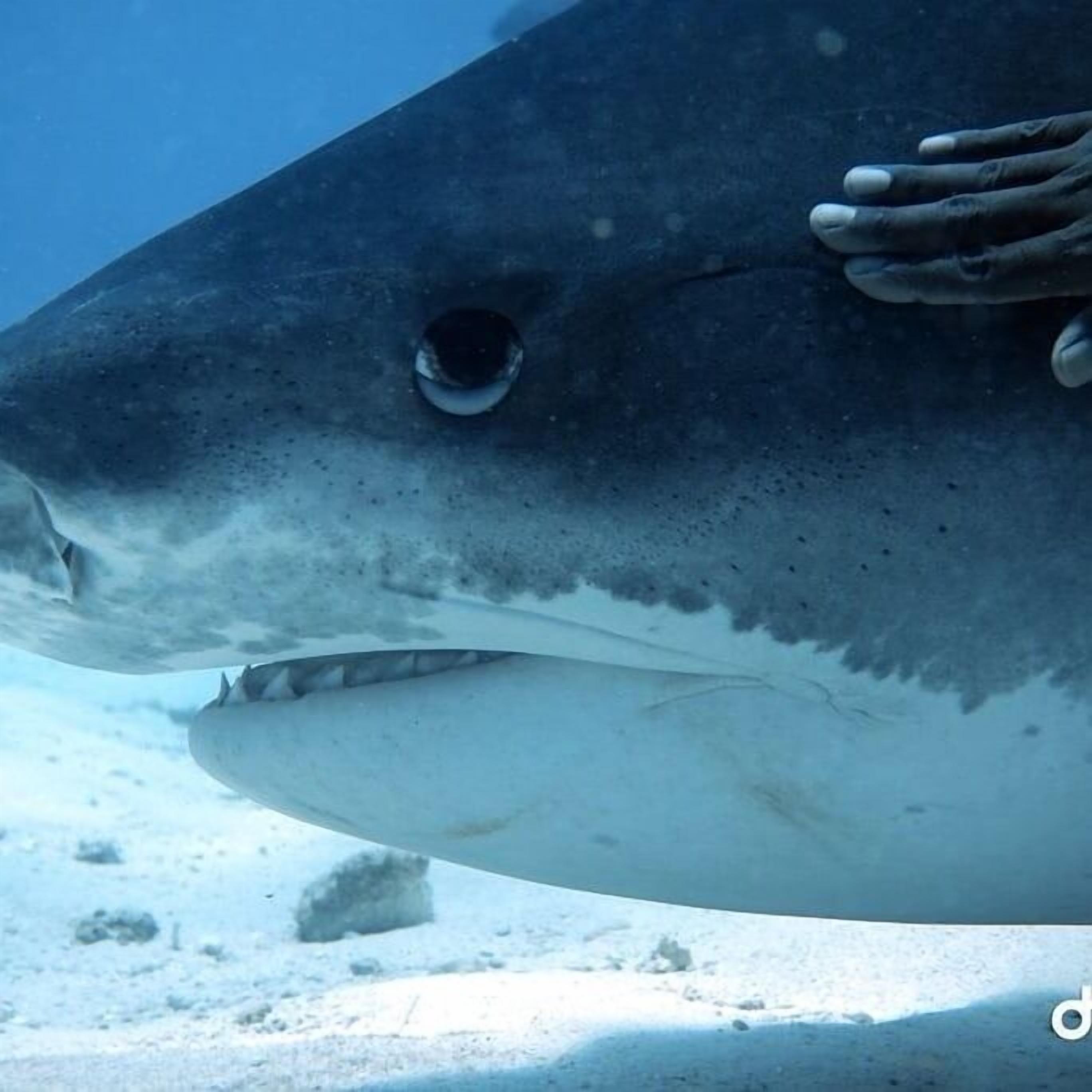 Un requin nageant sous l’eau.