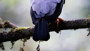 Fotturer
