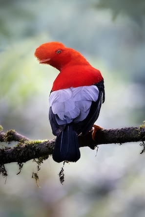 Hiking - Refugio Paz de las Aves (Nanegalito)