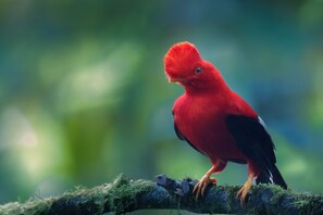 Hiking - Refugio Paz de las Aves (Nanegalito)