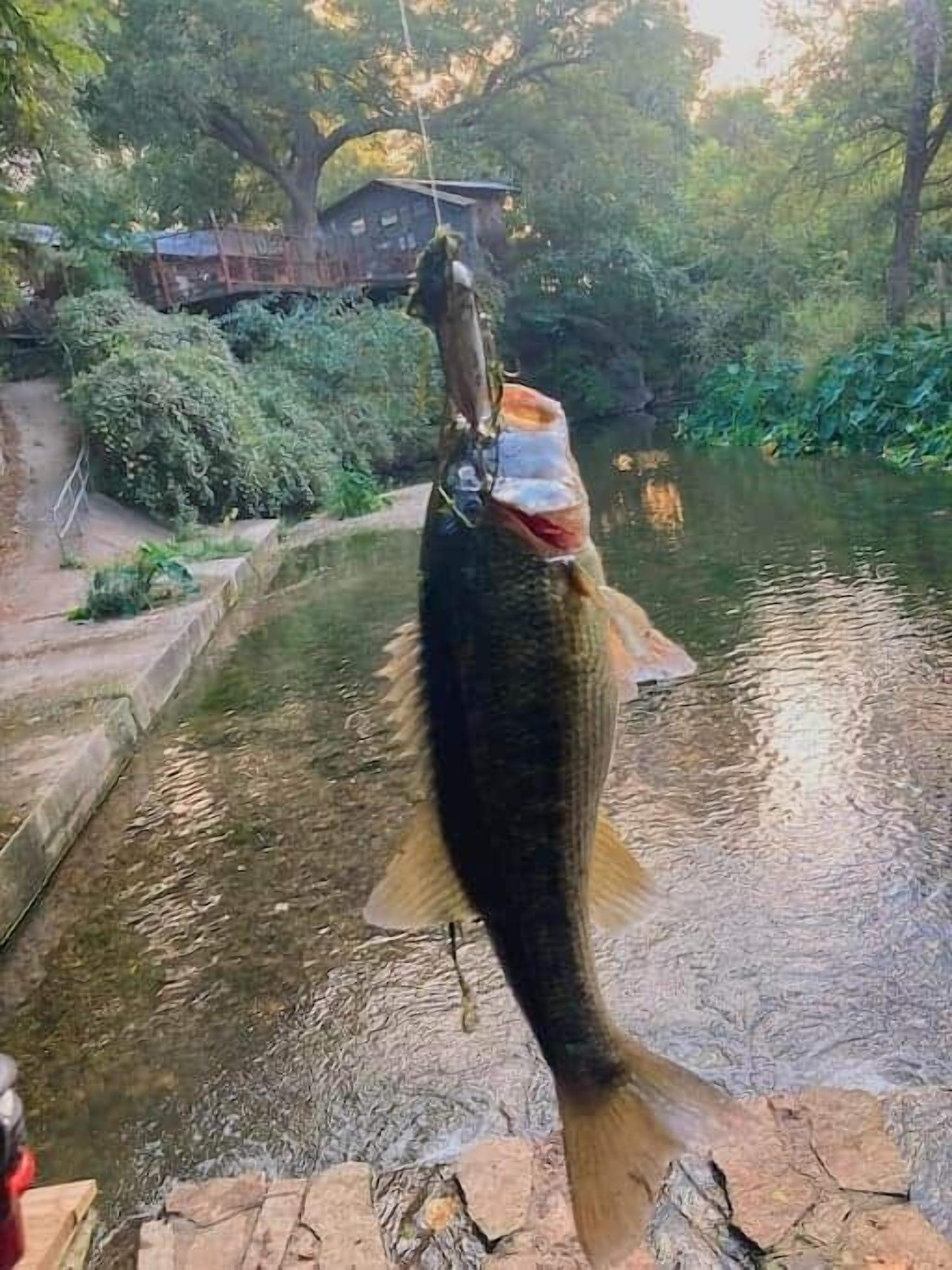 Un pez grande sostenido sobre una masa de agua, con un muelle de madera y follaje al fondo.